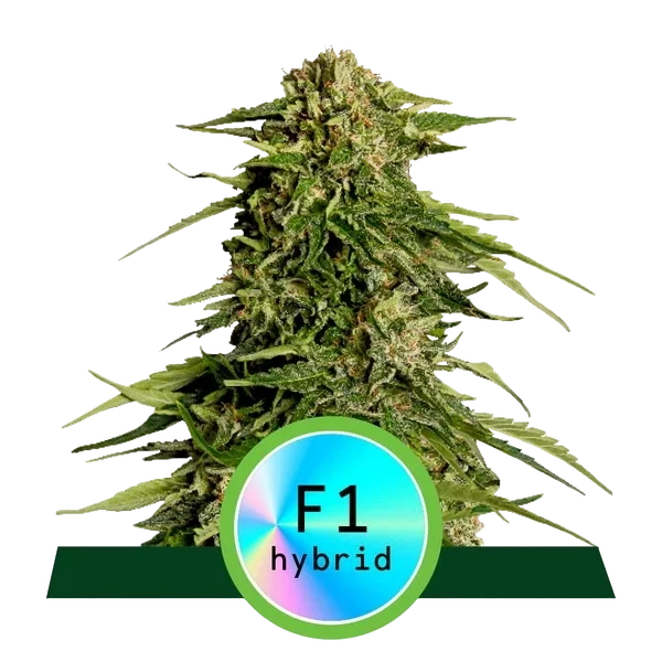 Epsilon F1 Auto – Produktansicht