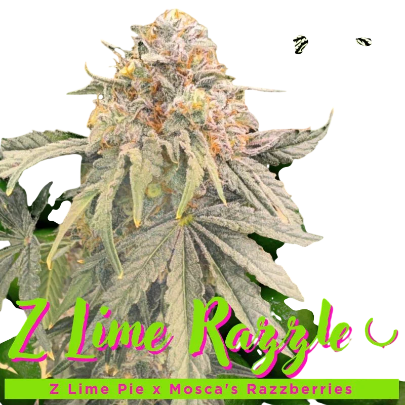 Z Lime Razzle – Produktansicht
