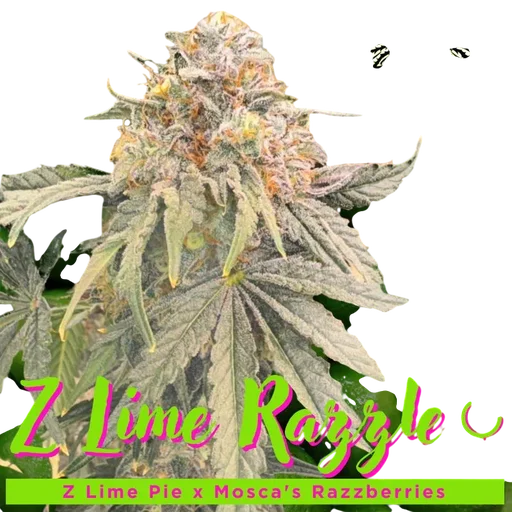Z Lime Razzle