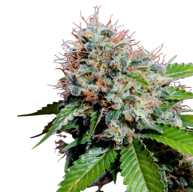 Zuri Widow – Produktansicht