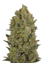 00 Cheese | PHOTOFEM | 00 Seeds