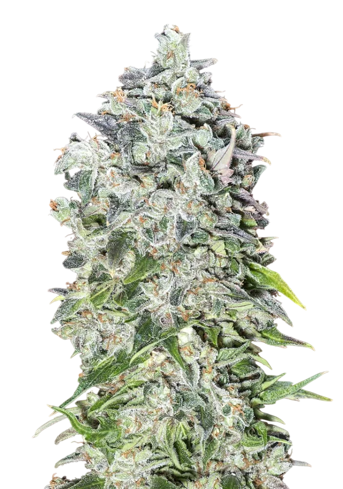 00 Kush Auto – Produktansicht