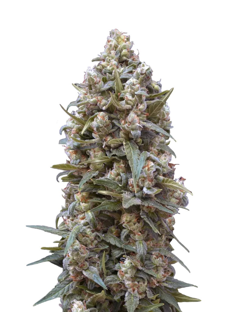 00 Kush – Produktansicht