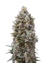 00 Kush | PHOTOFEM | 00 Seeds