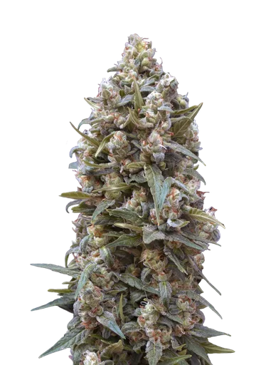 00 Kush