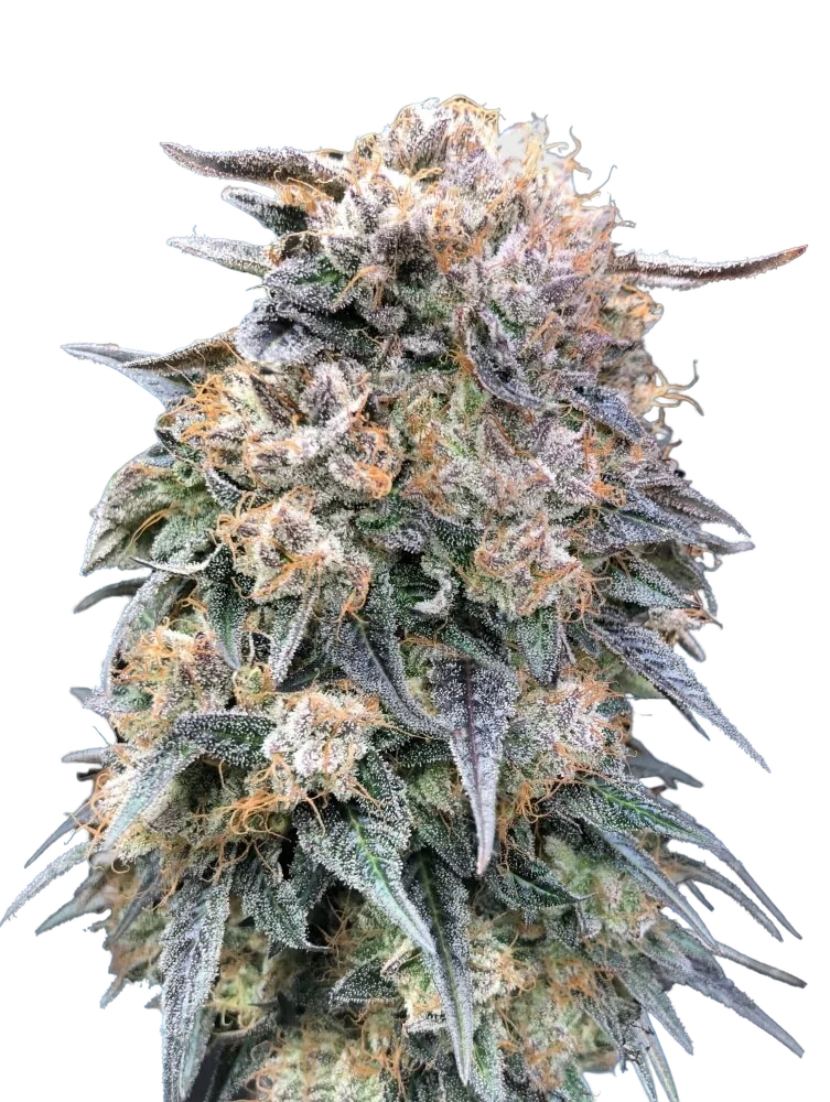 00 Kush FAST – Produktansicht
