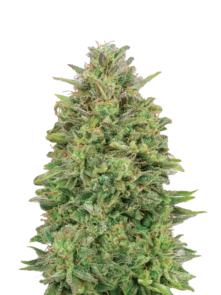 00 Skunk – Produktansicht