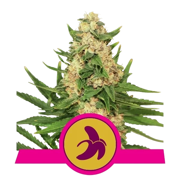 Fat Banana – Produktansicht