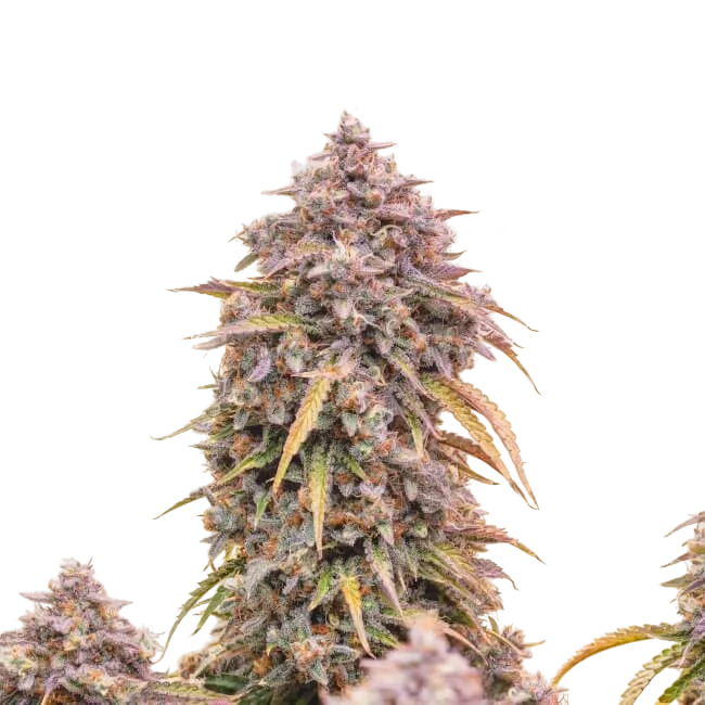 3 Bears OG Auto – Produktansicht