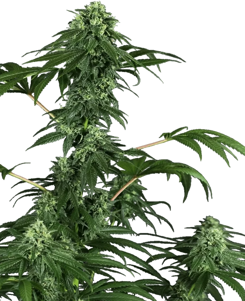 420 Punch – Produktansicht