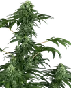 420 Punch | PHOTOFEM | Sensi Seeds