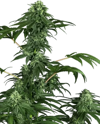 420 Punch