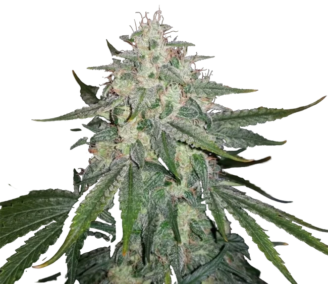 4 Assed Monkey Auto – Produktansicht