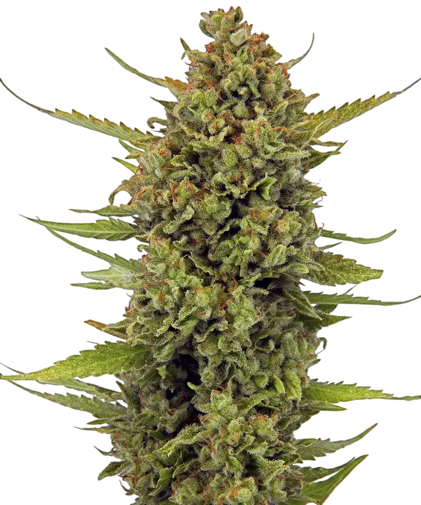Acapulco Gold – Produktansicht