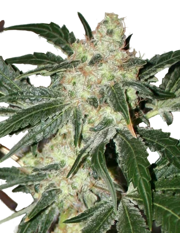 Acid | PHOTOFEM | Paradise Seeds