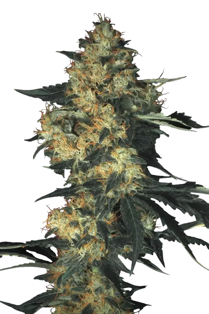 Acid – Produktansicht