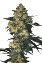 Acid | PHOTOFEM | Paradise Seeds
