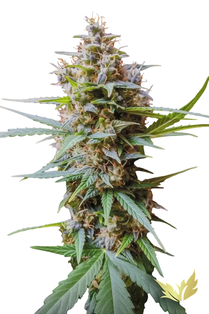 Acid Auto – Produktansicht
