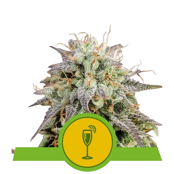 Mimosa Auto – Produktansicht