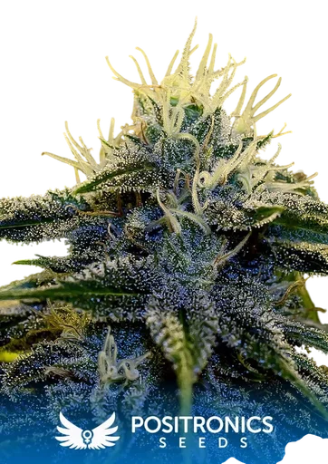 Afghan Express Auto