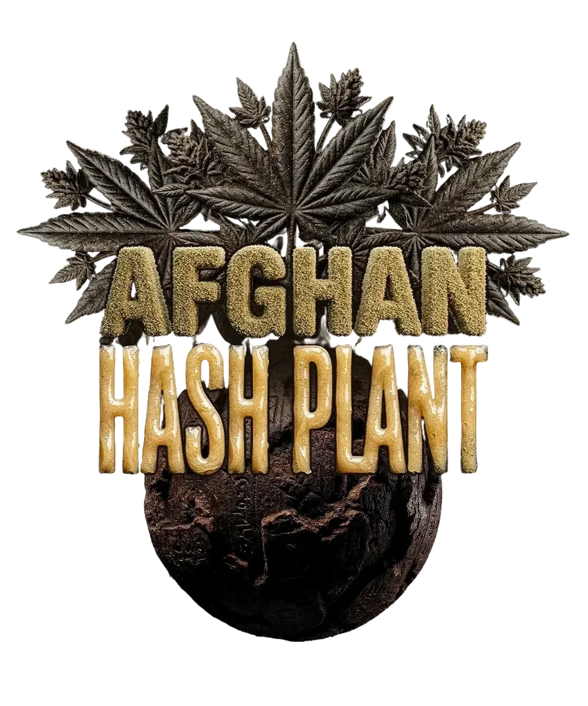 Afghan Hash Plant – Produktansicht