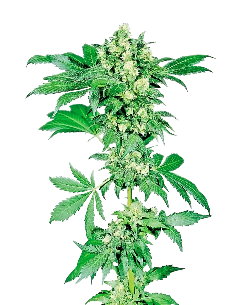 Afghani #1 | PHOTOFEM | Sensi Seeds