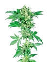 Afghani #1 | PHOTOFEM | Sensi Seeds