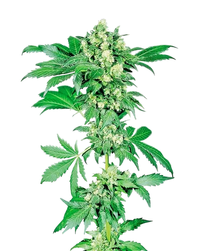 Afghani #1