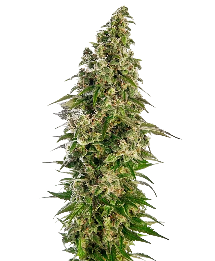 Afghani #1 Auto | AUTOFEM | Sensi Seeds