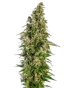 Afghani #1 Auto | AUTOFEM | Sensi Seeds