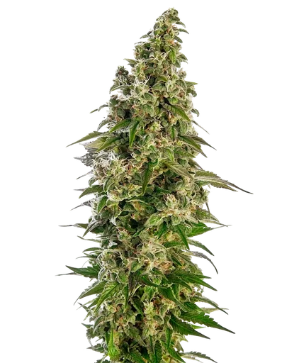 Afghani #1 Auto