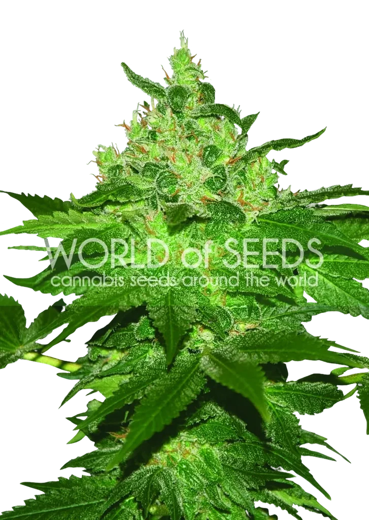 Afghan Kush – Produktansicht