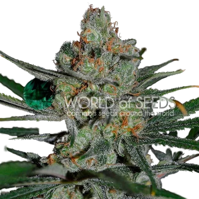Afghan Kush Early Harvest – Produktansicht