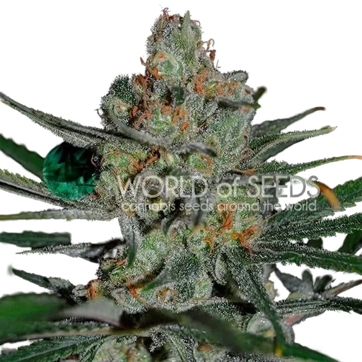 Afghan Kush Early Harvest