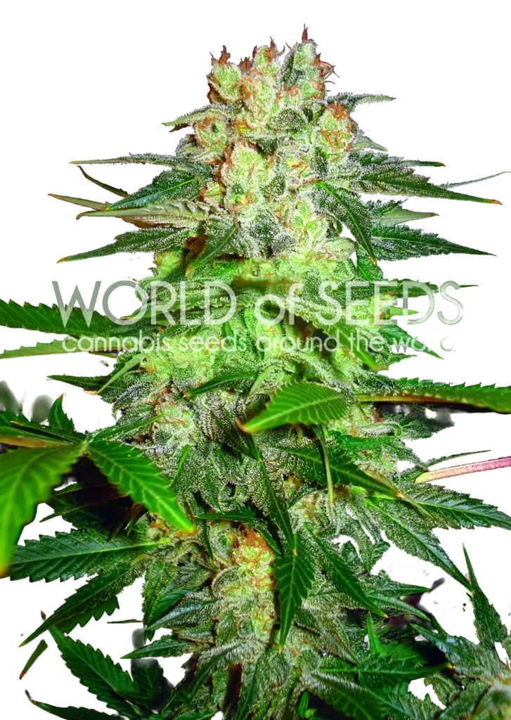 Afghan Kush Ryder Auto – Produktansicht