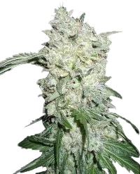 Afghan Kush SPECIAL – Produktansicht