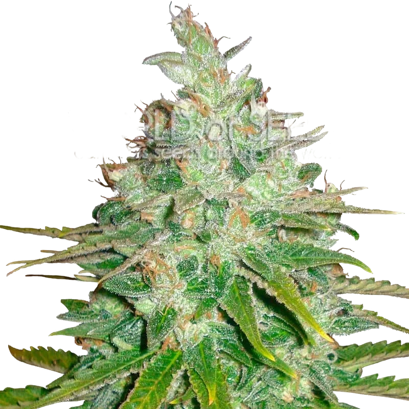 Afghan Kush x Black Domina – Produktansicht