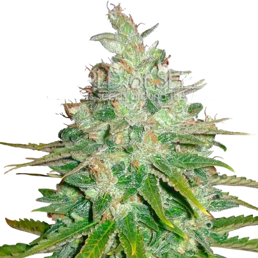 Afghan Kush x Black Domina
