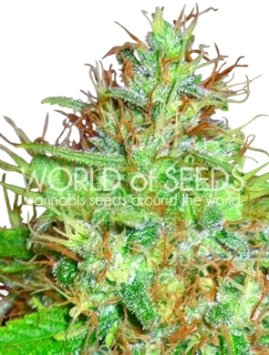 Afghan Kush x Skunk – Produktansicht