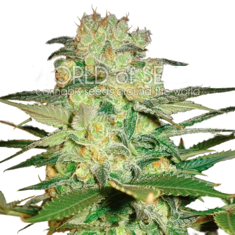 Afghan Kush x White Widow – Produktansicht