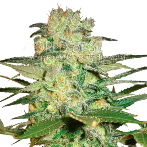 Afghan Kush x White Widow