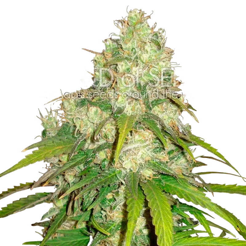 Afghan Kush x Yumbolt – Produktansicht