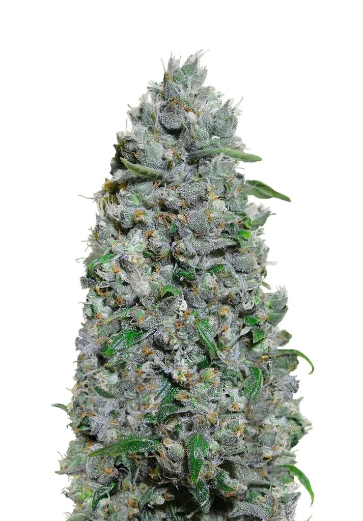 Afghan Mass XXL Auto – Produktansicht
