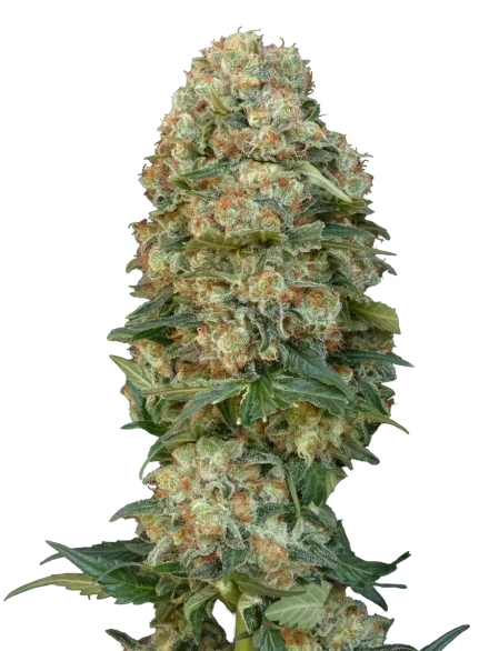 Afghan Skunk – Produktansicht