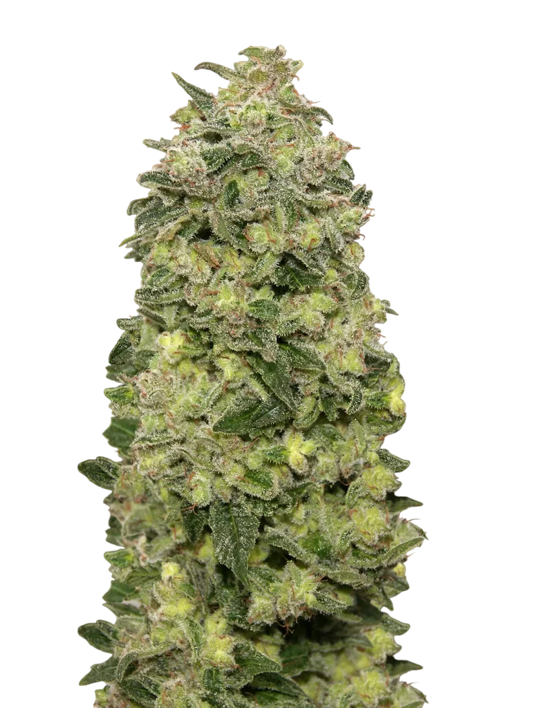 Afghan Skunk Auto – Produktansicht