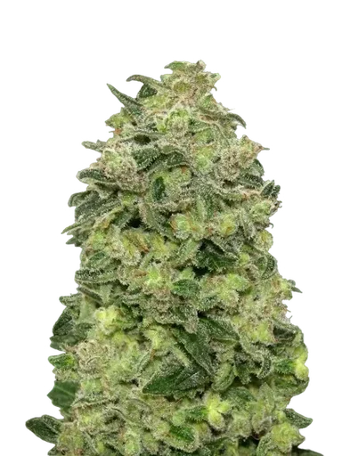 Afghan Skunk Auto