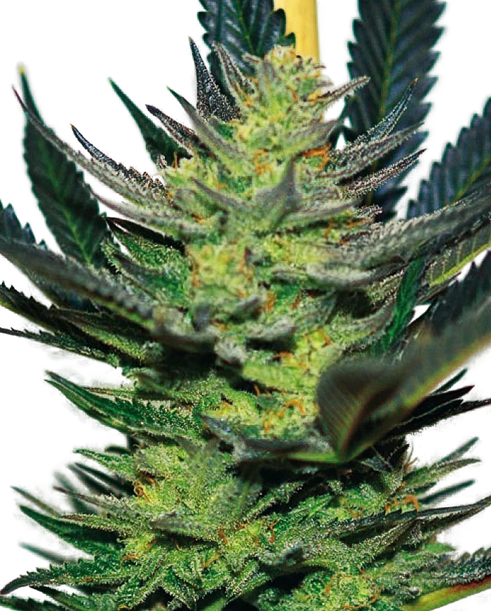Afghan Skunk – Produktansicht