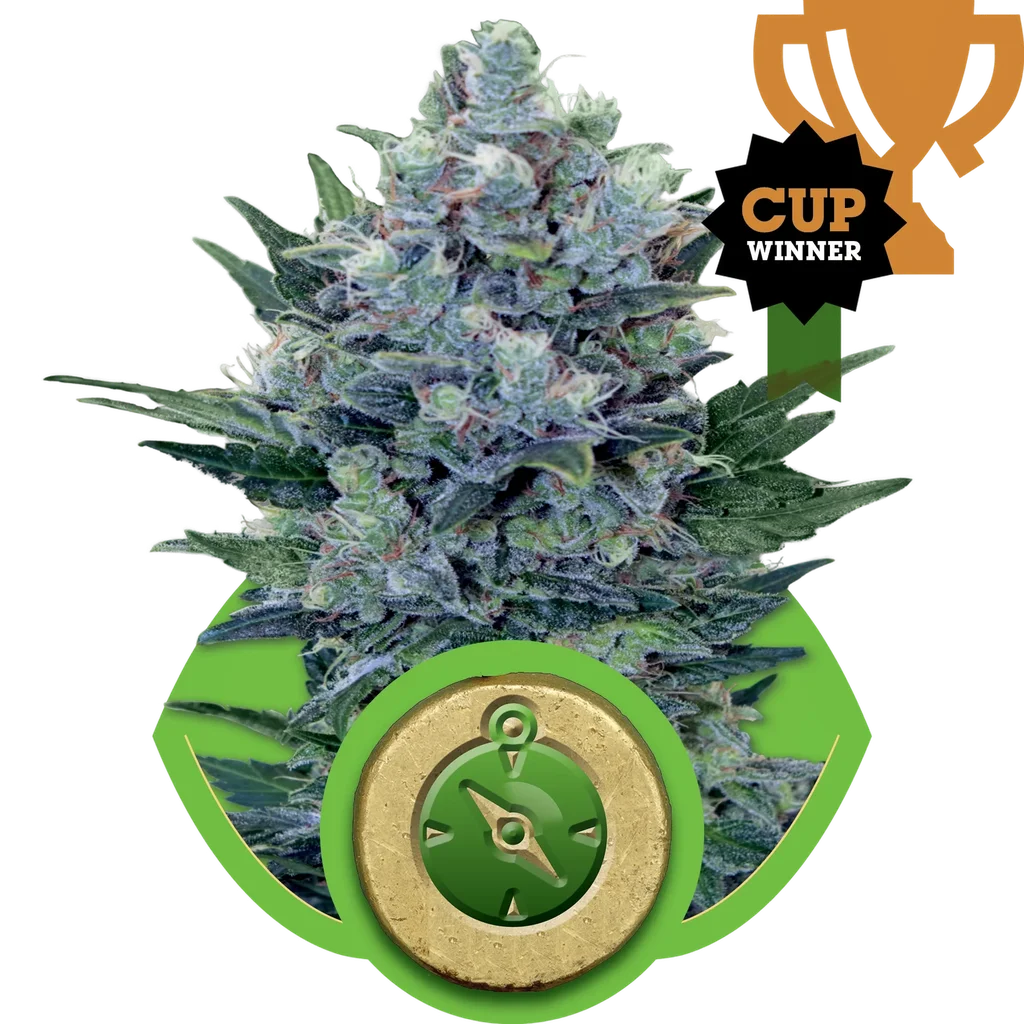 Northern Light Auto – Produktansicht