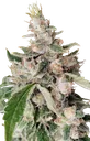African Gas | PHOTOFEM | Ace Seeds