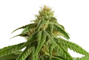 Afrodite | PHOTOFEM | Kannabia Seeds